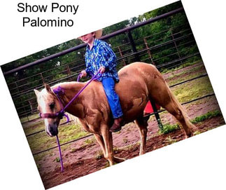 Show Pony Palomino