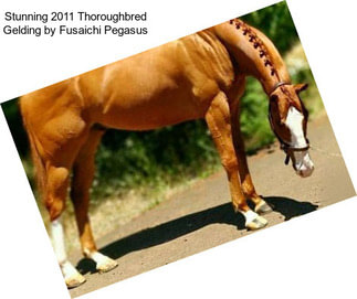 Stunning 2011 Thoroughbred Gelding by Fusaichi Pegasus