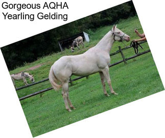 Gorgeous AQHA Yearling Gelding