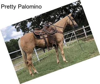 Pretty Palomino