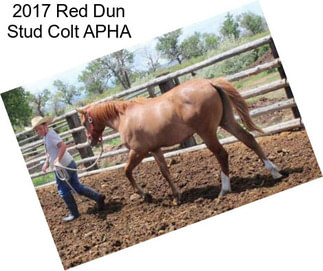 2017 Red Dun Stud Colt APHA
