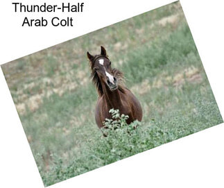 Thunder-Half Arab Colt