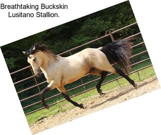 Breathtaking Buckskin Lusitano Stallion.