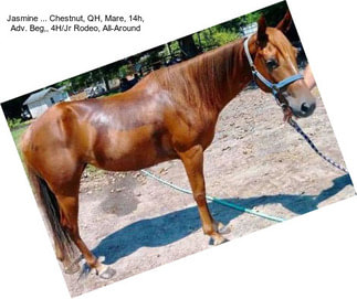 Jasmine ... Chestnut, QH, Mare, 14h, Adv. Beg,, 4H/Jr Rodeo, All-Around