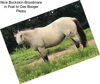 Nice Buckskin Broodmare in Foal to Cee Booger Peppy