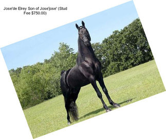 Jose\'de Elrey Son of Jose\'jose\' (Stud Fee $750.00)