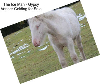 The Ice Man - Gypsy Vanner Gelding for Sale