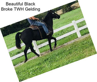 Beautiful Black Broke TWH Gelding