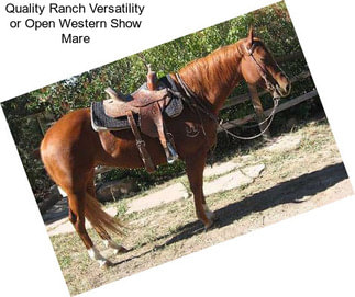 Quality Ranch Versatility or Open Western Show Mare