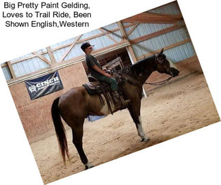 Big Pretty Paint Gelding, Loves to Trail Ride, Been Shown English,Western