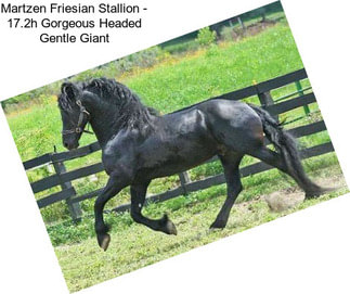 Martzen Friesian Stallion - 17.2h Gorgeous Headed Gentle Giant
