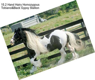 15.2 Hand Hairy Homozygous Tobiano&Black Gypsy Stallion