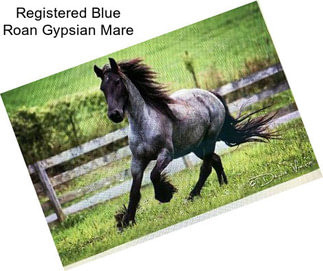 Registered Blue Roan Gypsian Mare