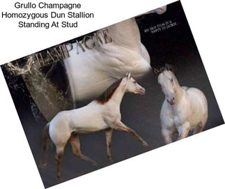 Grullo Champagne Homozygous Dun Stallion Standing At Stud