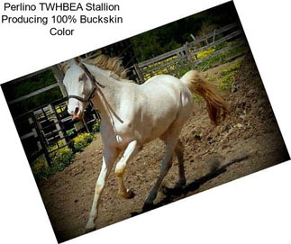 Perlino TWHBEA Stallion Producing 100% Buckskin Color