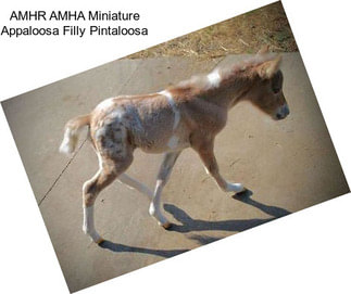 AMHR AMHA Miniature Appaloosa Filly Pintaloosa