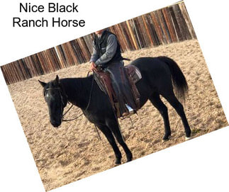Nice Black Ranch Horse