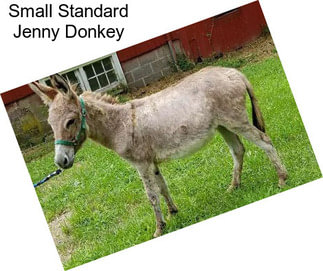 Small Standard Jenny Donkey