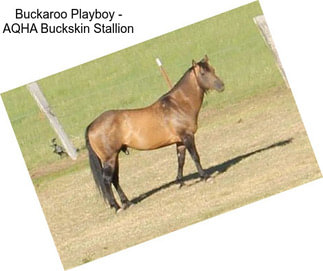 Buckaroo Playboy - AQHA Buckskin Stallion