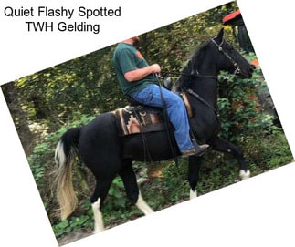 Quiet Flashy Spotted TWH Gelding