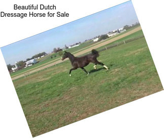 Beautiful Dutch Dressage Horse for Sale