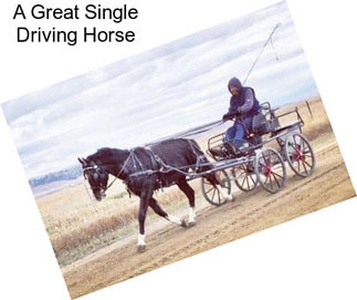 A Great Single Driving Horse