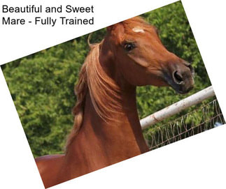 Beautiful and Sweet Mare - Fully Trained