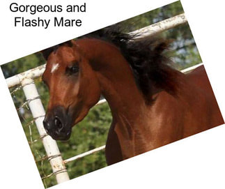 Gorgeous and Flashy Mare