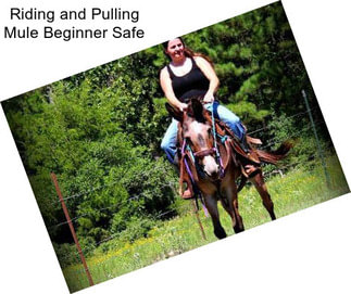 Riding and Pulling Mule Beginner Safe