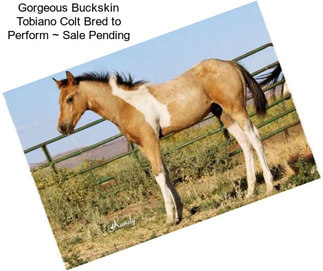 Gorgeous Buckskin Tobiano Colt Bred to Perform ~ Sale Pending