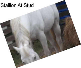 Stallion At Stud