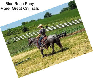 Blue Roan Pony Mare, Great On Trails