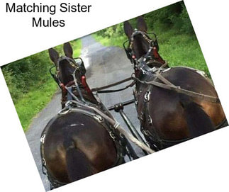 Matching Sister Mules