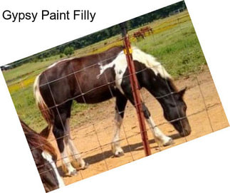 Gypsy Paint Filly