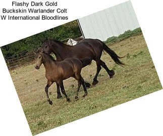 Flashy Dark Gold Buckskin Warlander Colt W International Bloodlines