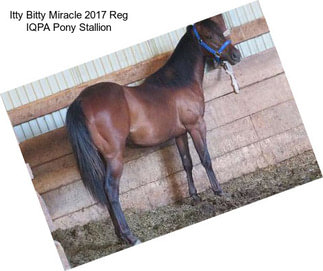Itty Bitty Miracle 2017 Reg IQPA Pony Stallion