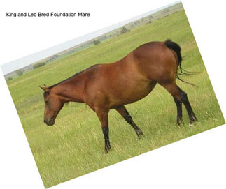 King and Leo Bred Foundation Mare