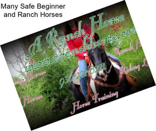 Many Safe Beginner and Ranch Horses