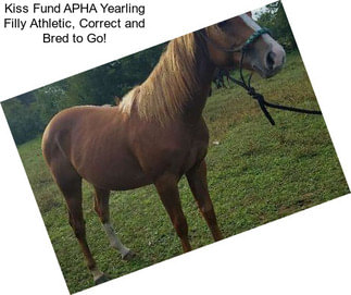 Kiss Fund APHA Yearling Filly Athletic, Correct and Bred to Go!