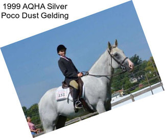 1999 AQHA Silver Poco Dust Gelding