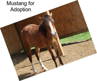 Mustang for Adoption