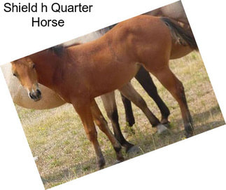 Shield h Quarter Horse