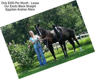 Only $350 Per Month - Lease Our Exotic Black Straight Egyptian Arabian Mare