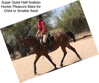 Super Quiet Half Arabian Hunter Pleasure Mare for Child or Smaller Adult