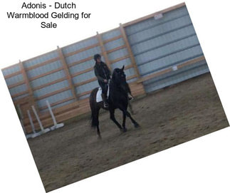 Adonis - Dutch Warmblood Gelding for Sale