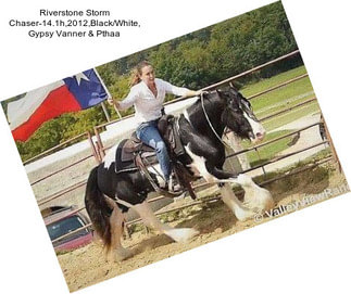 Riverstone Storm Chaser-14.1h,2012,Black/White, Gypsy Vanner & Pthaa