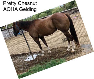 Pretty Chesnut AQHA Gelding