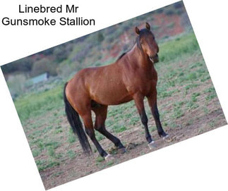 Linebred Mr Gunsmoke Stallion