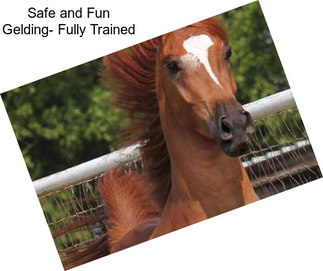 Safe and Fun Gelding- Fully Trained