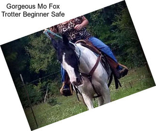 Gorgeous Mo Fox Trotter Beginner Safe